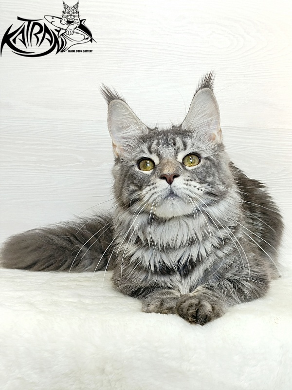 Katran Adelia - Юніор мейн-кун 7,5 місяців