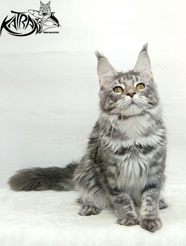 Katran Adelia - Юніор мейн-кун 7,5 місяців