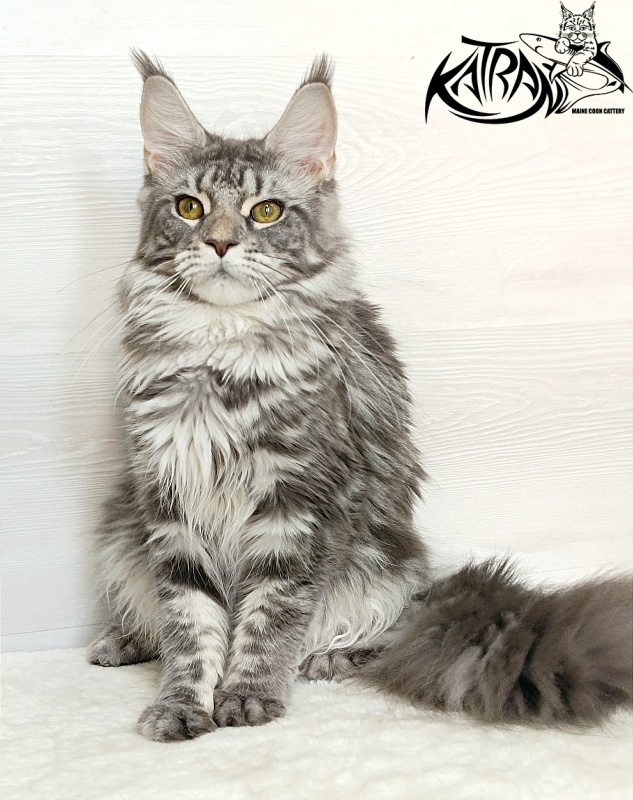 Katran Adelia - Юніор мейн-кун 7,5 місяців