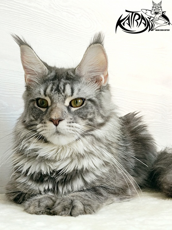 Katran Adelia - Юніор мейн-кун 7,5 місяців