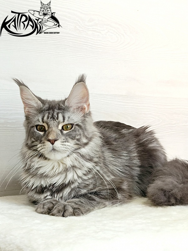 Katran Adelia - Юніор мейн-кун 7,5 місяців