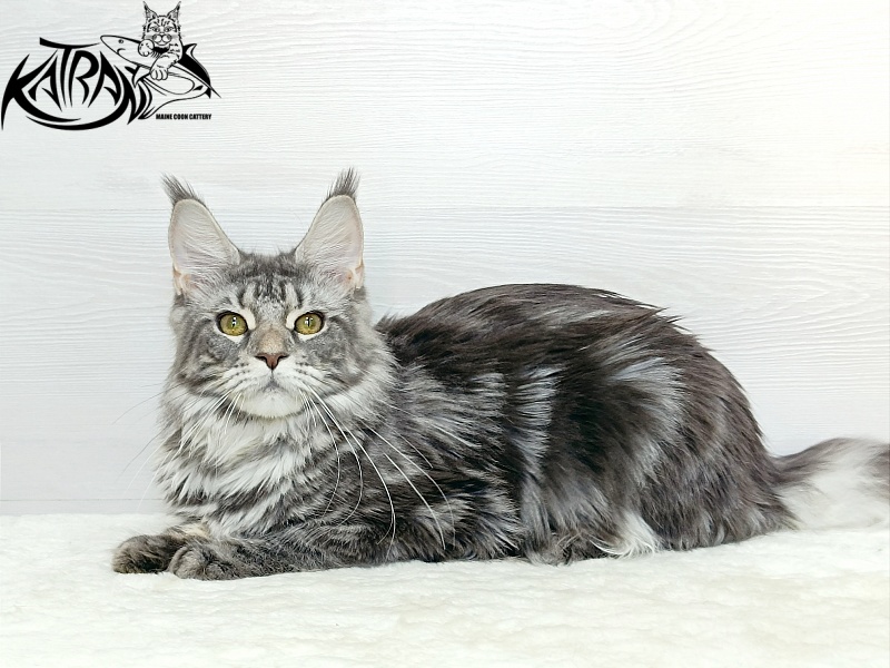 Katran Adelia - Юніор мейн-кун 7,5 місяців