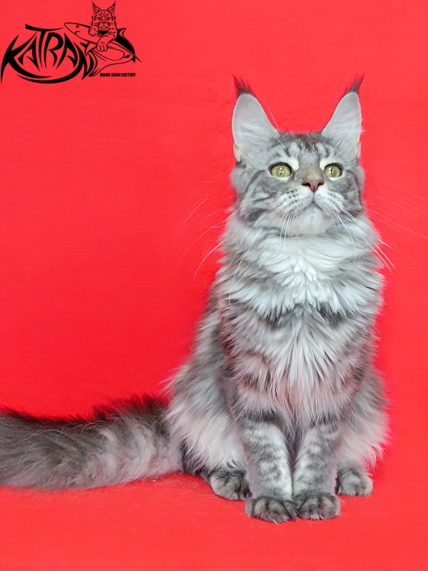 Katran Adelia - Дорослий мейн-кун 10 місяців