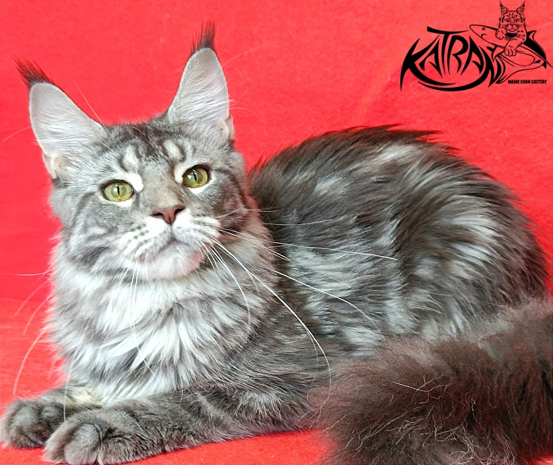 Katran Adelia - Дорослий мейн-кун 10 місяців