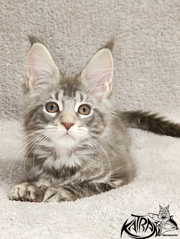 Katran Adelia - Кошеня мейн-кун 2 місяця