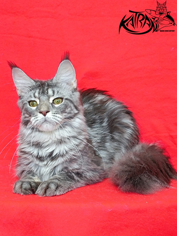 Katran Adelia - Дорослий мейн-кун 10 місяців