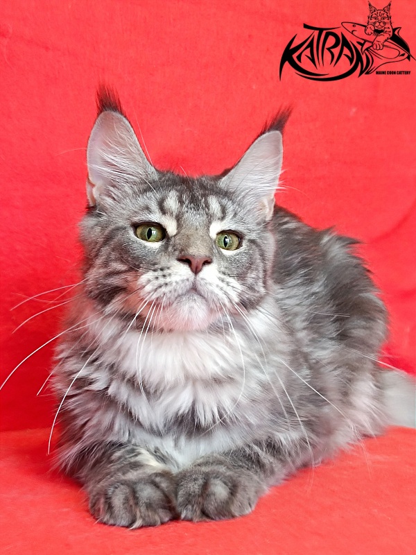 Katran Adelia - Дорослий мейн-кун 10 місяців