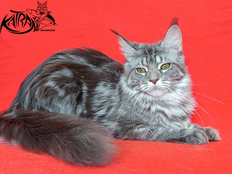 Katran Adelia - Дорослий мейн-кун 10 місяців