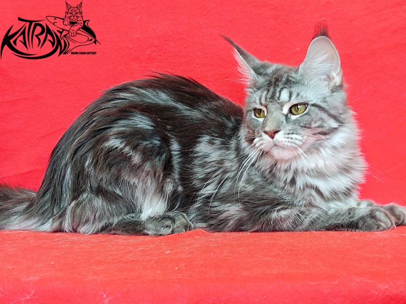 Katran Adelia - Дорослий мейн-кун 10 місяців