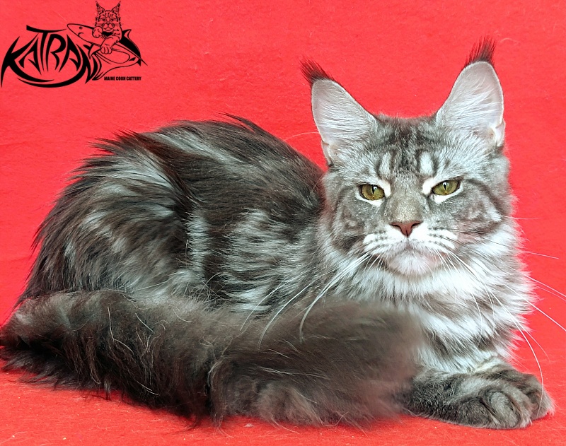 Katran Adelia - Дорослий мейн-кун 10 місяців