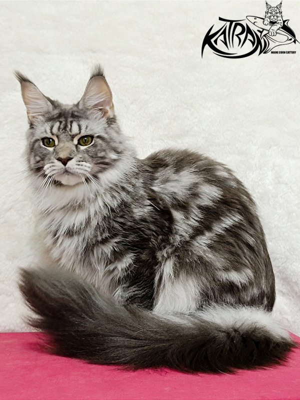 Katran Adelia - Дорослий мейн-кун 1 рік 3,5 тижні