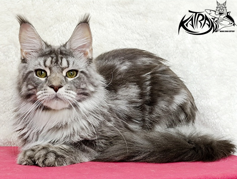 Katran Adelia - Дорослий мейн-кун 1 рік 3,5 тижні