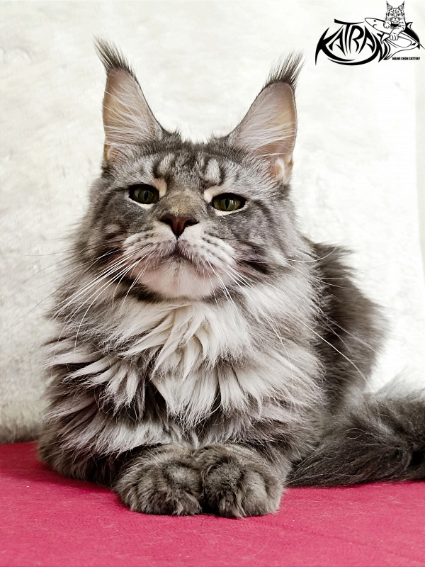 Katran Adelia - Дорослий мейн-кун 1 рік 3,5 тижні