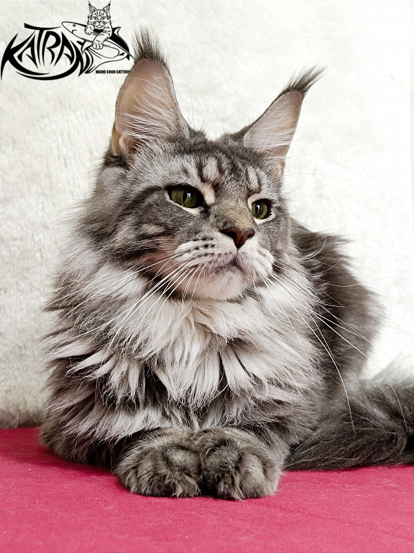 Katran Adelia - Дорослий мейн-кун 1 рік 3,5 тижні