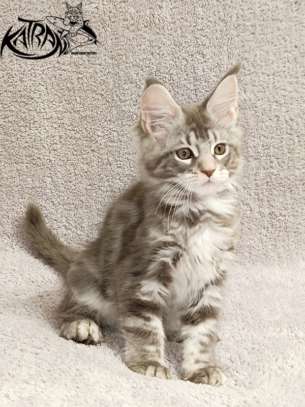 Katran Adelia - Кошеня мейн-кун 2 місяця