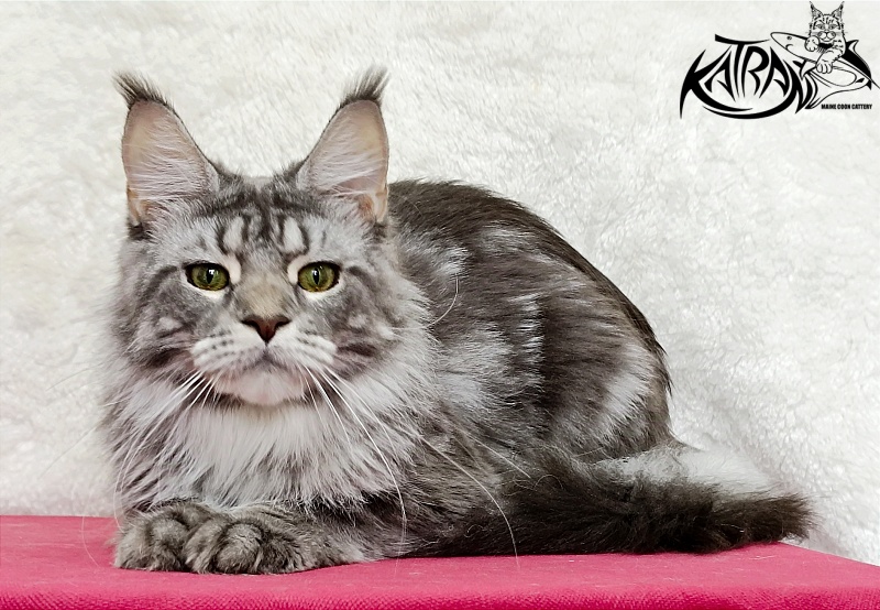 Katran Adelia - Дорослий мейн-кун 1 рік 3,5 тижні