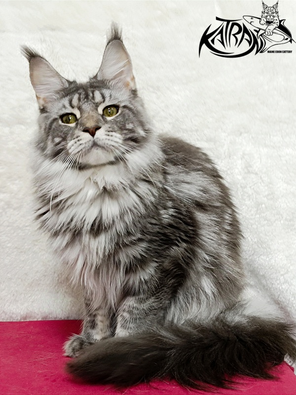 Katran Adelia - Дорослий мейн-кун 1 рік 3,5 тижні