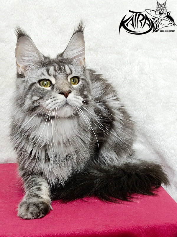 Katran Adelia - Дорослий мейн-кун 1 рік 3,5 тижні