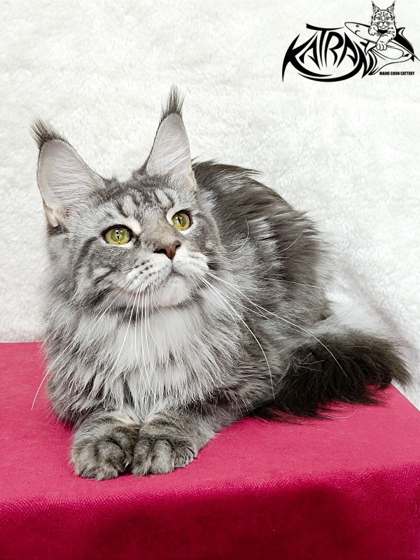 Katran Adelia - Дорослий мейн-кун 1 рік 3,5 тижні