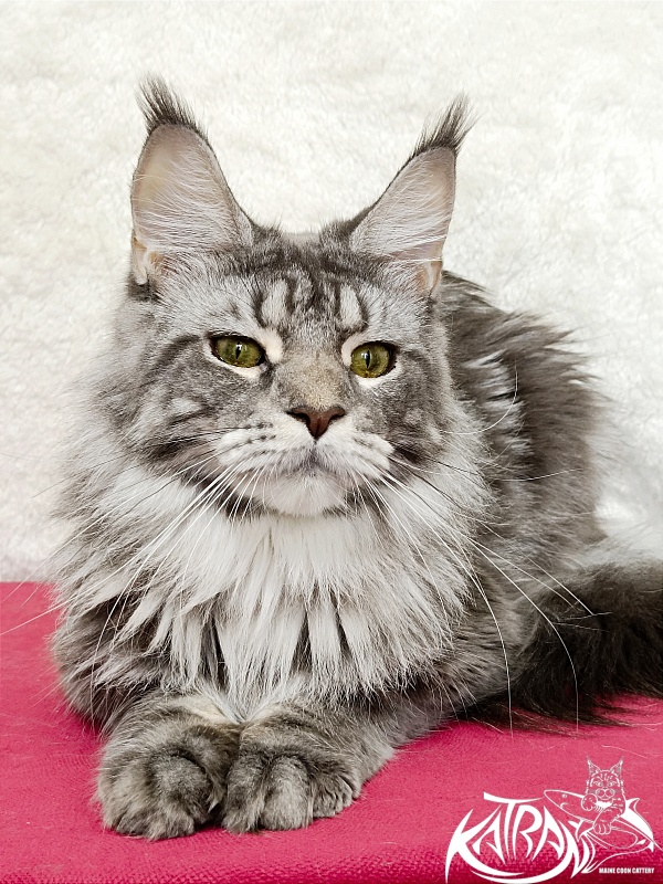 Katran Adelia - Дорослий мейн-кун 1 рік 3,5 тижні