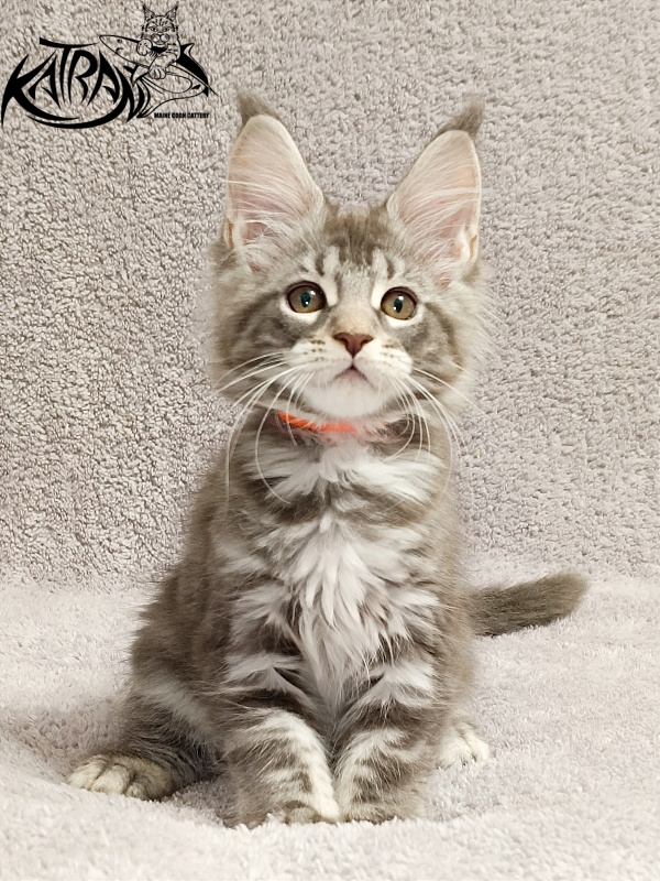 Katran Adelia - Кошеня мейн-кун 2 місяця