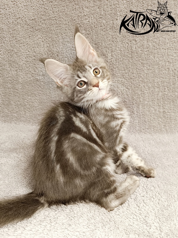 Katran Adelia - Кошеня мейн-кун 2 місяця