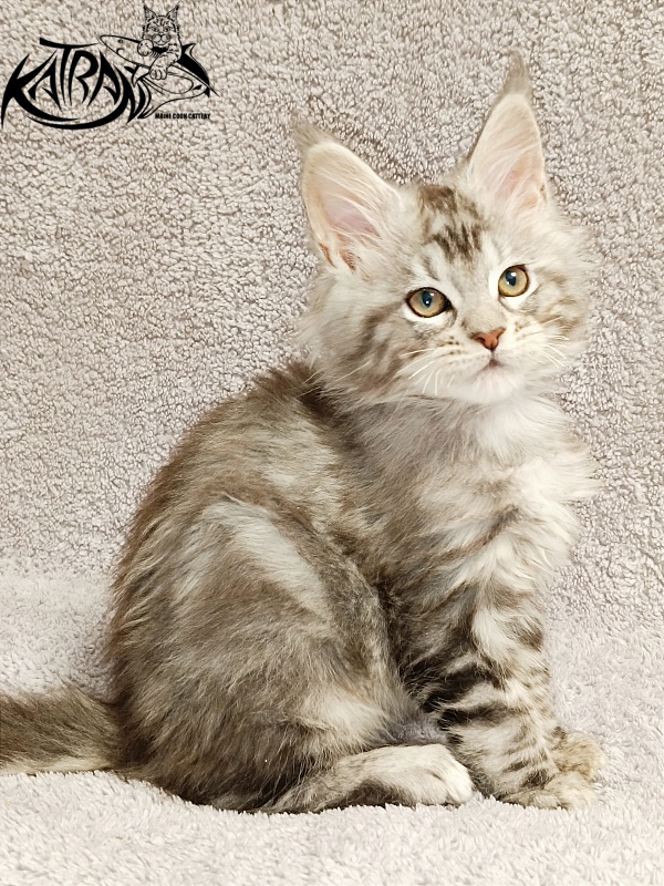 Katran Amulet - Кошеня мейн-кун 2 місяця