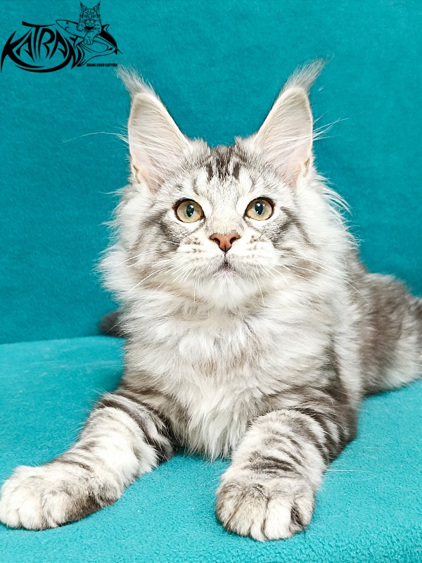 Katran Amulet - Кошеня мейн-кун 3 місяця