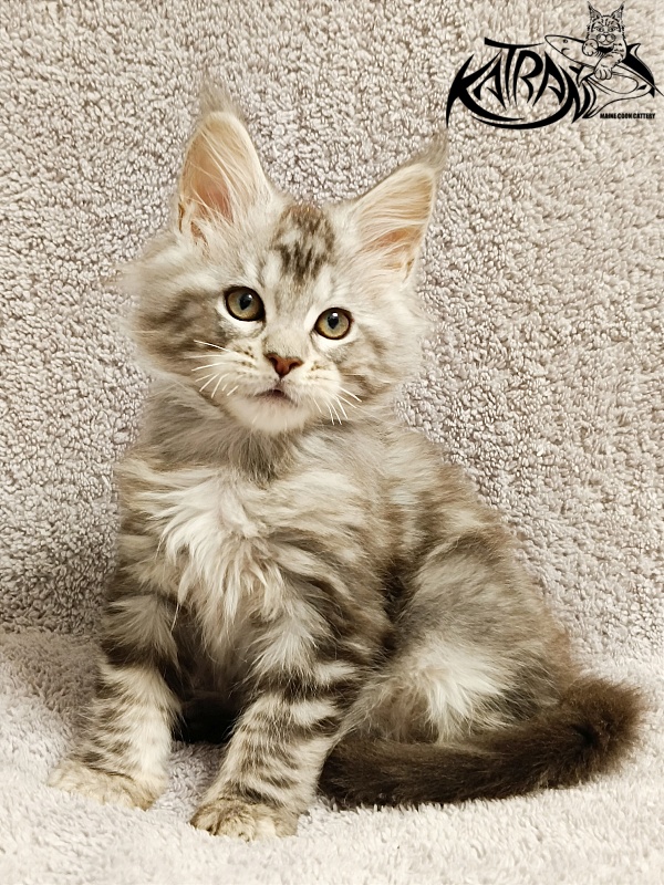 Katran Amulet - Кошеня мейн-кун 2 місяця