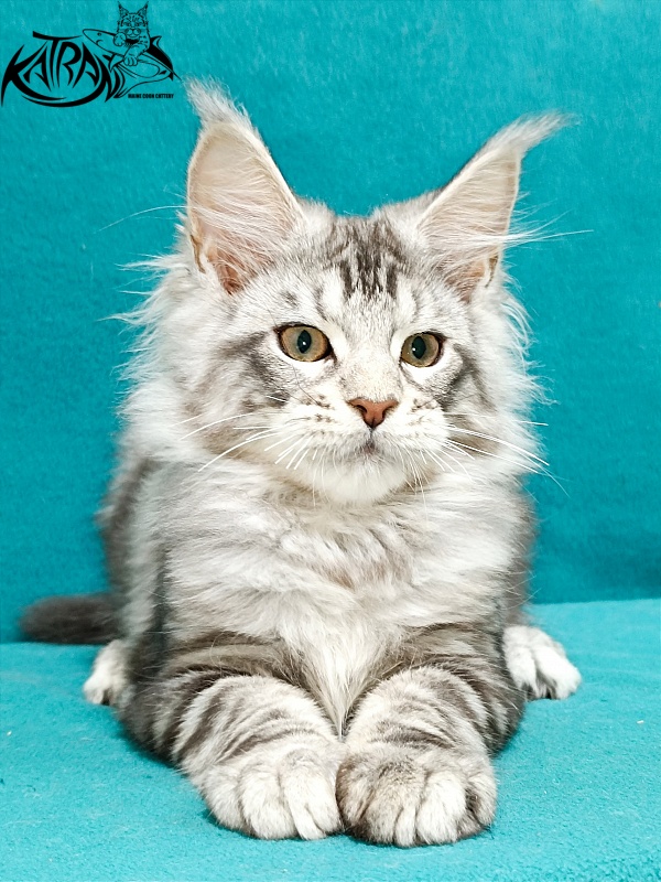 Katran Amulet - Кошеня мейн-кун 3 місяця