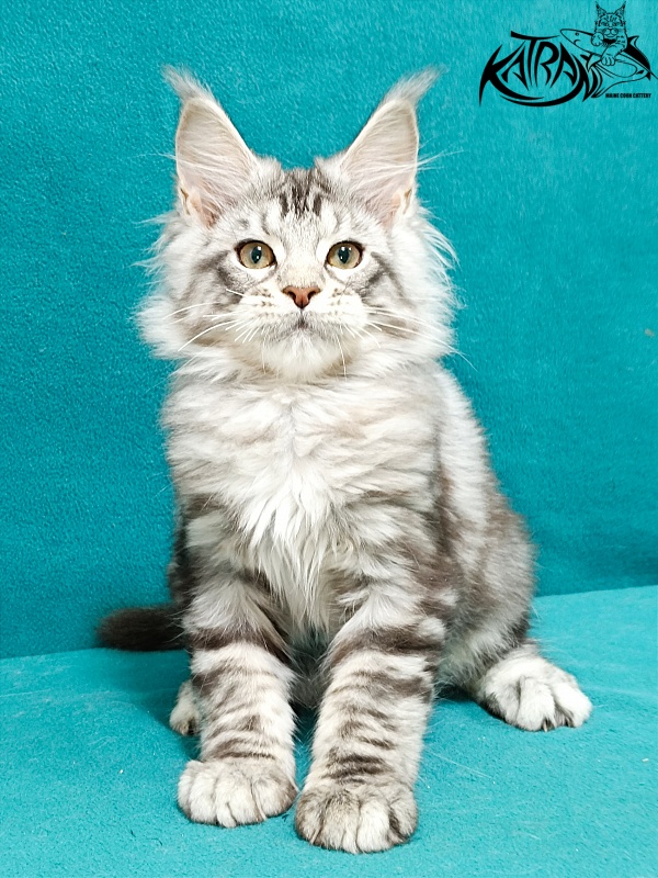 Katran Amulet - Кошеня мейн-кун 3 місяця