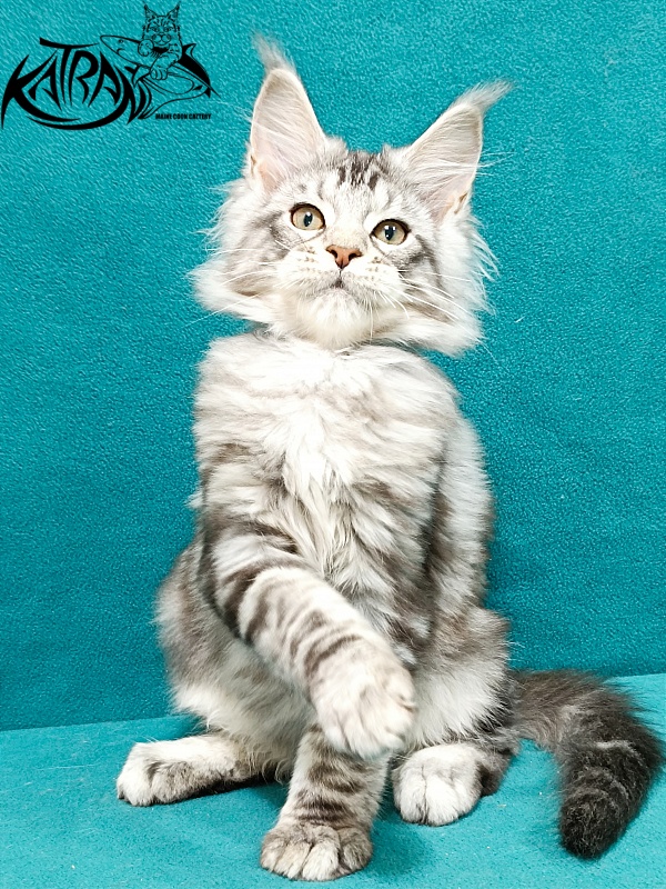 Katran Amulet - Кошеня мейн-кун 3 місяця