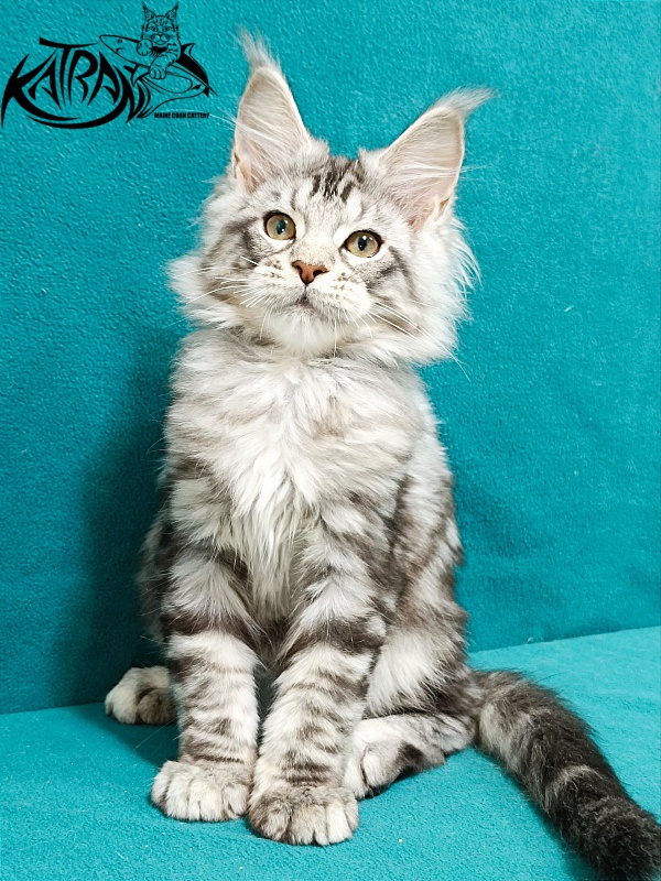 Katran Amulet - Кошеня мейн-кун 3 місяця