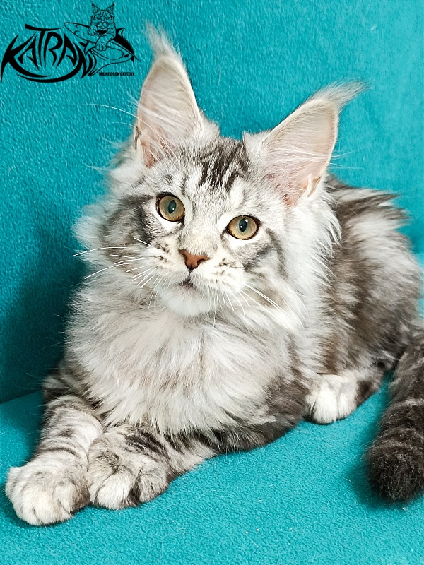 Katran Amulet - Кошеня мейн-кун 3 місяця