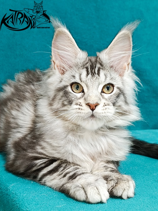 Katran Amulet - Кошеня мейн-кун 3 місяця