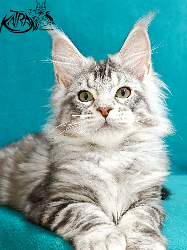 Katran Amulet - Кошеня мейн-кун 3 місяця