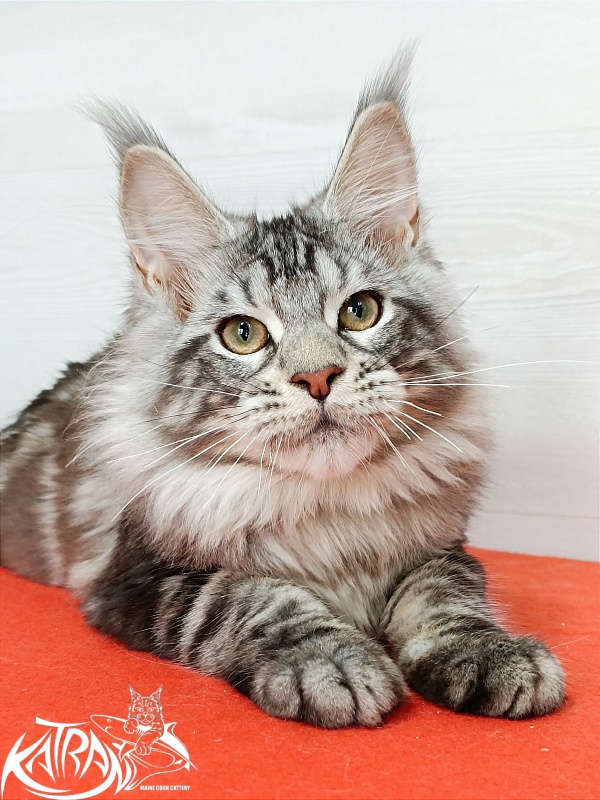 Katran Amulet - Кошеня мейн-кун 4 місяця