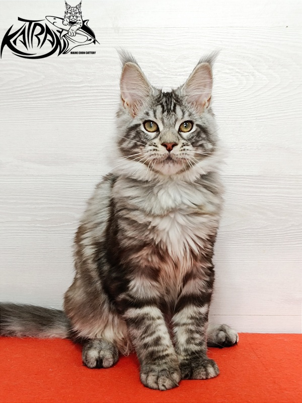 Katran Amulet - Кошеня мейн-кун 4 місяця