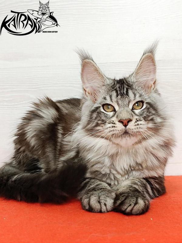 Katran Amulet - Кошеня мейн-кун 4 місяця