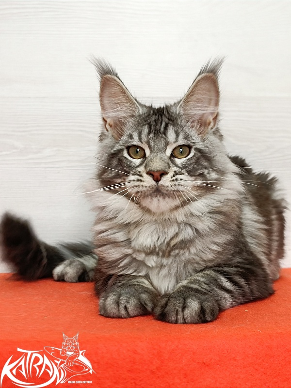 Katran Amulet - Кошеня мейн-кун 4 місяця