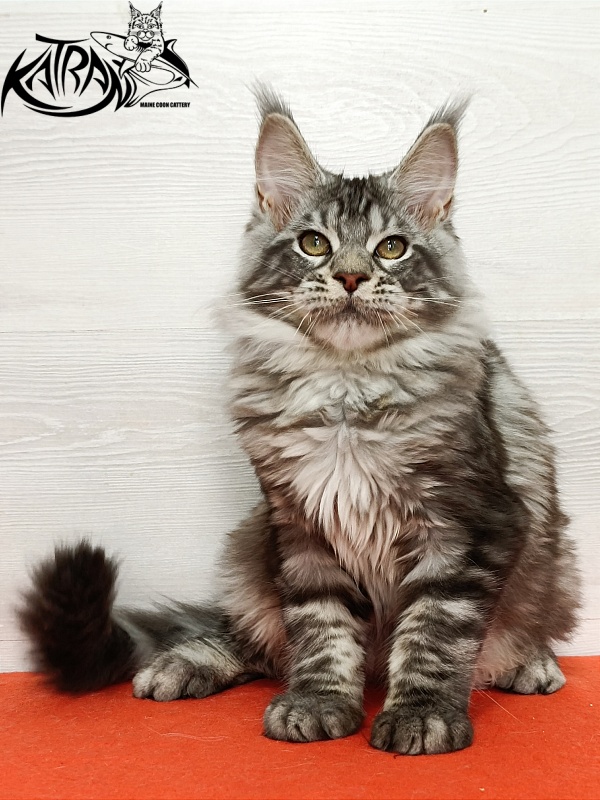 Katran Amulet - Кошеня мейн-кун 4 місяця