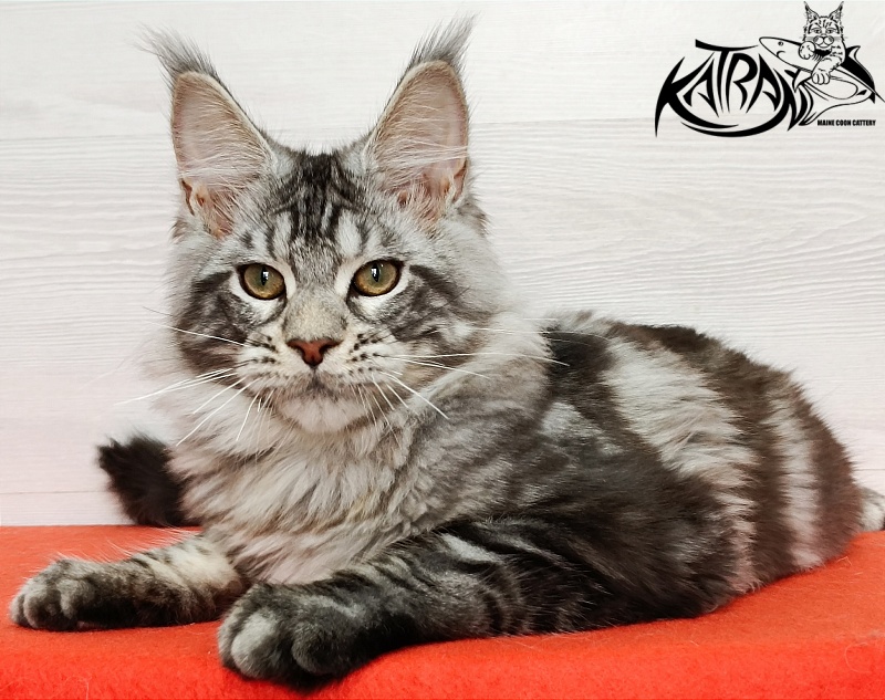 Katran Amulet - Кошеня мейн-кун 4 місяця