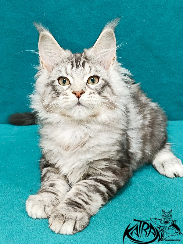 Katran Amulet - Кошеня мейн-кун 3 місяця