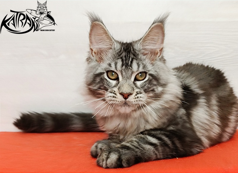 Katran Amulet - Кошеня мейн-кун 4 місяця