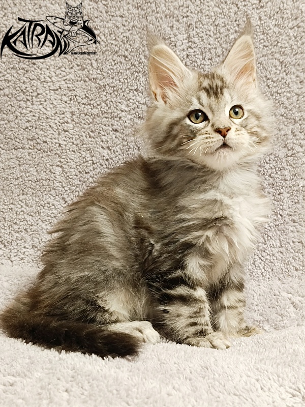 Katran Amulet - Кошеня мейн-кун 2 місяця