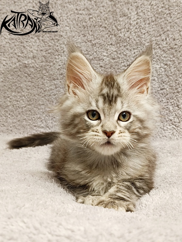 Katran Amulet - Кошеня мейн-кун 2 місяця