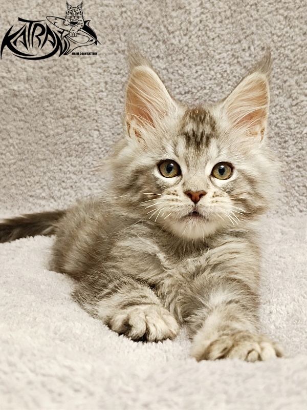 Katran Amulet - Кошеня мейн-кун 2 місяця