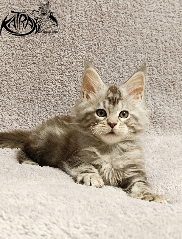 Katran Amulet - Кошеня мейн-кун 2 місяця