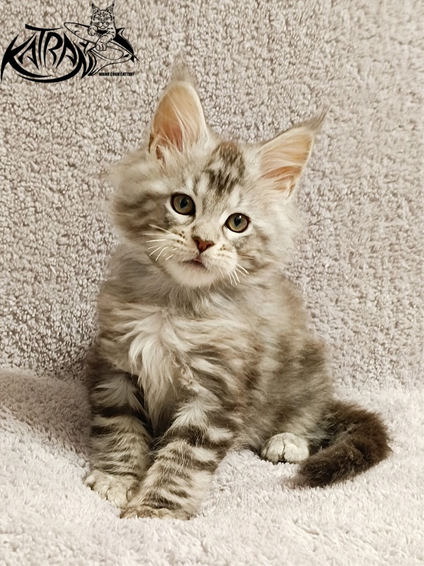 Katran Amulet - Кошеня мейн-кун 2 місяця