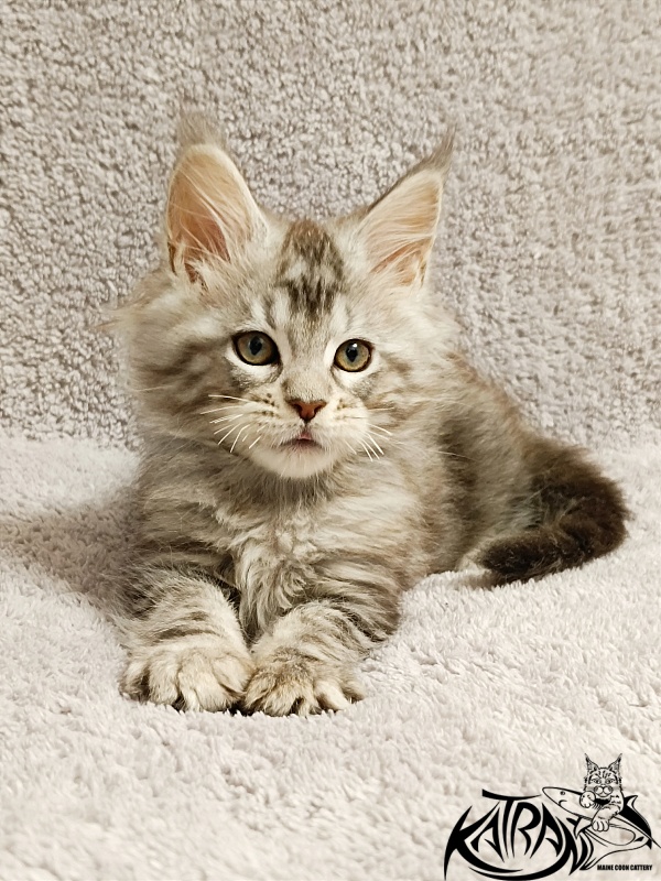 Katran Amulet - Кошеня мейн-кун 2 місяця